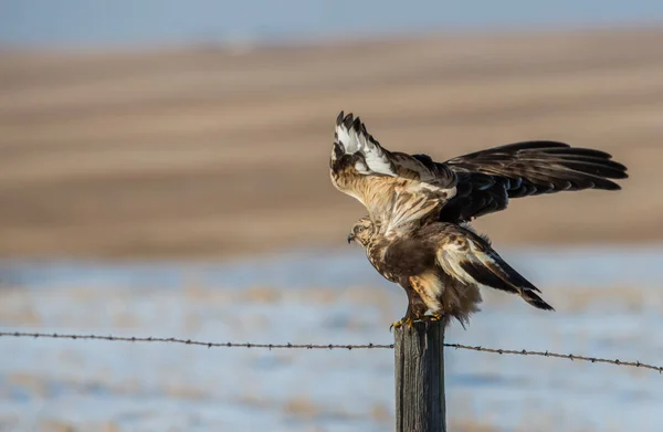 Vahşi Yaşam Şahin Kuş Doğa Fauna — Stok fotoğraf