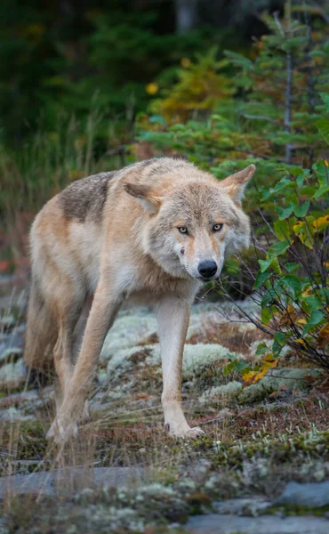 Lobo Salvaje Animal Naturaleza Fauna — Foto de Stock