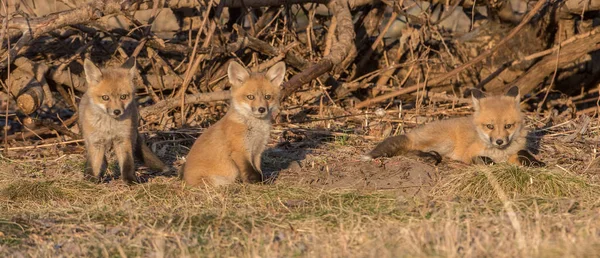 Zorros Rojos Animales Naturaleza Fauna —  Fotos de Stock