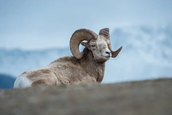 Wilde Bighorn Ram Dier Natuur Fauna — Stockfoto