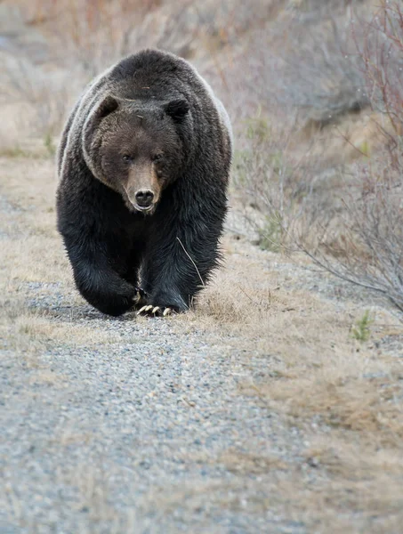 Fauna en peligro de california Stock Photos, Royalty Free Fauna en