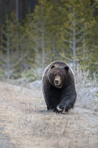 Wilde Grizzlybeer Natuur Fauna — Stockfoto