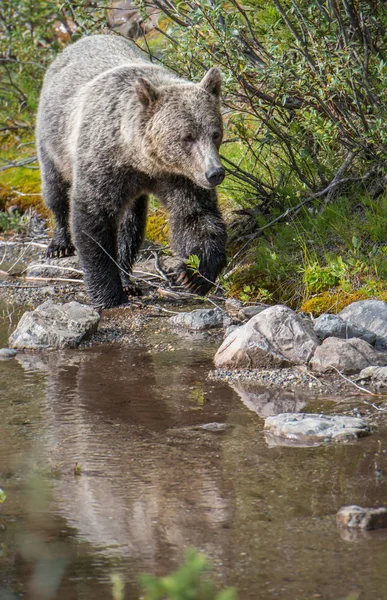 Wilder Grizzlybär Natur Fauna — Stockfoto