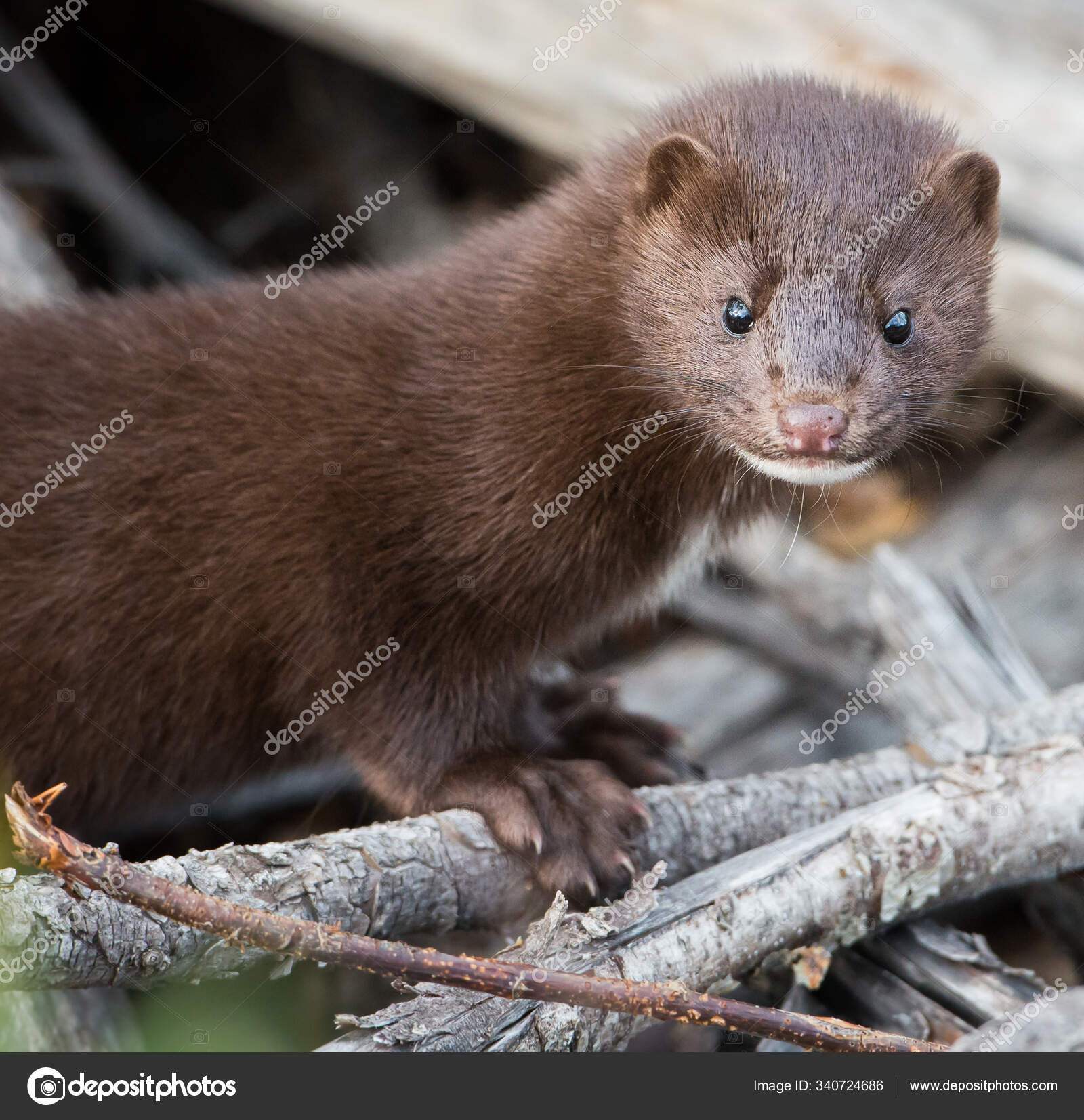 Mink in Hinton, Alberta — Stock Photo © #340724686