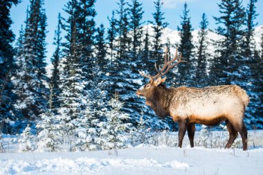 Wild bull elk. Nature, fauna 