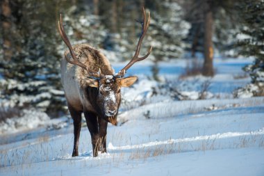 Wild bull elk. Nature, fauna 