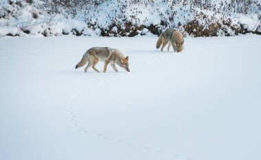 Vahşi çakallar. Doğa, fauna