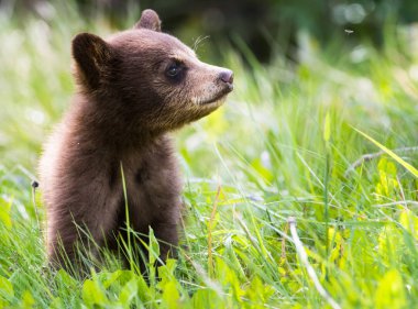 Vahşi kara ayı. Doğa, fauna