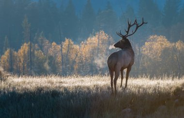Wild bull elk. Nature, fauna 