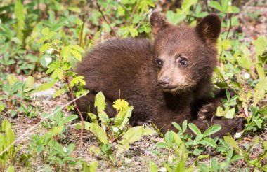 Vahşi kara ayı. Doğa, fauna
