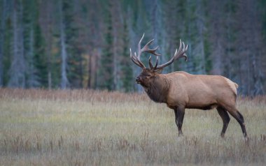 Wild bull elk. Nature, fauna 