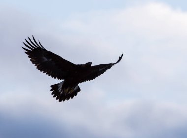 Vahşi doğada kartal, kuş. Doğa, fauna