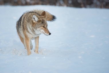 Vahşi bir çakal. Doğa, fauna
