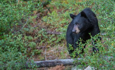 Vahşi kara ayı. Doğa, fauna