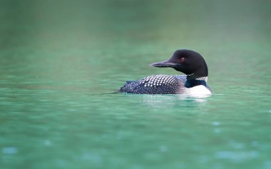 Çılgınlık bu, hayvan. Doğa, fauna 
