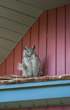 Baykuş doğada, kuş. Doğa, fauna   