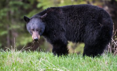 Vahşi kara ayı. Doğa, fauna