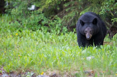 Vahşi kara ayı. Doğa, fauna