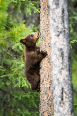 Vahşi kara ayı. Doğa, fauna