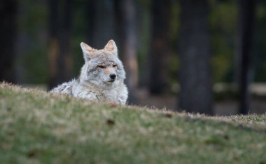 Vahşi bir çakal. Doğa, fauna