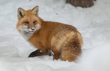 Kızıl tilki, hayvan. Doğa, fauna