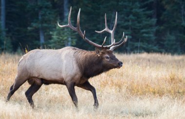 Vahşi geyik, hayvan. Doğa, fauna
