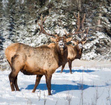 Vahşi geyikler, hayvanlar. Doğa, fauna