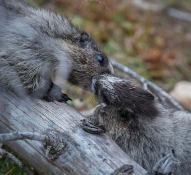 Vahşi doğadaki dağ sıçanları, hayvanlar. Doğa, fauna 