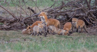 red foxes, animals. Nature, fauna clipart