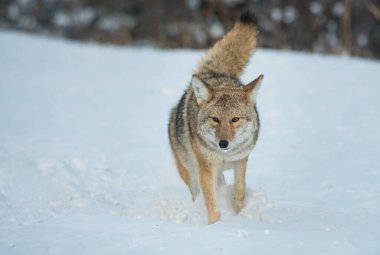 Vahşi bir çakal. Doğa, fauna