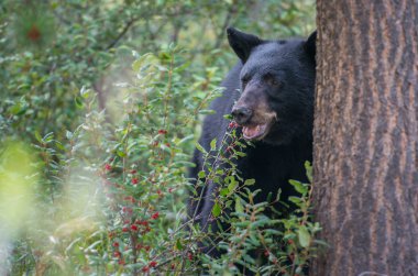 Vahşi kara ayı. Doğa, fauna