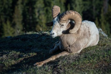 Vahşi bighorn koçu, hayvan. Doğa, fauna     