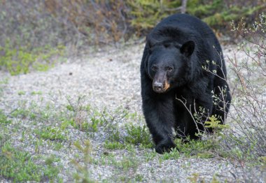 Vahşi kara ayı. Doğa, fauna