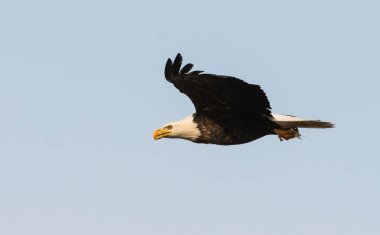 Vahşi doğada kartal, kuş. Doğa, fauna