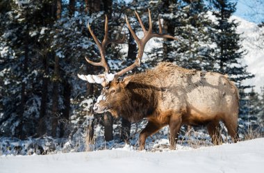 Vahşi geyik, hayvan. Doğa, fauna