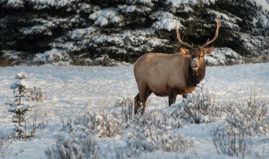 Wild bull elk. Nature, fauna 