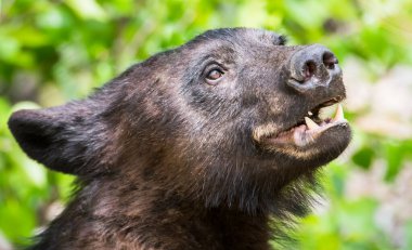 Vahşi kara ayı. Doğa, fauna