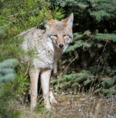 Vahşi bir çakal. Doğa, fauna