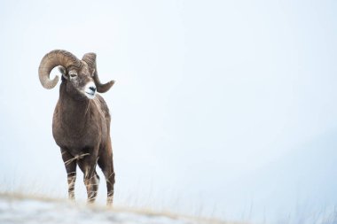 Vahşi bighorn koçu, hayvan. Doğa, fauna       