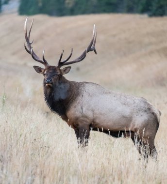 Vahşi geyik, hayvan. Doğa, fauna