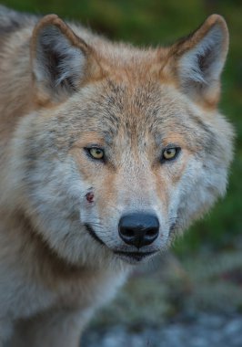 Vahşi kurt, hayvan. Doğa, fauna   