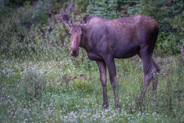 Vahşi geyik, hayvan. Doğa, fauna