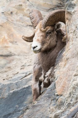Vahşi bighorn koçu, hayvan. Doğa, fauna     
