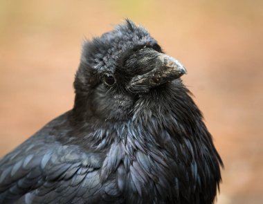Vahşi doğada sıradan bir kuzgun