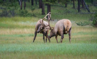 Wild bull elks. Nature, fauna  
