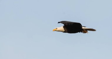 Vahşi doğada kartal, kuş. Doğa, fauna