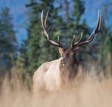 Vahşi geyik, hayvan. Doğa, fauna