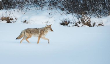 Vahşi bir çakal. Doğa, fauna
