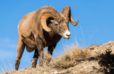 Koca Boynuzlu Koyun, koç. Doğa, hayvan
