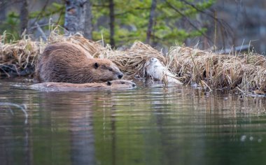 beavers in wild, animals. Nature, fauna clipart